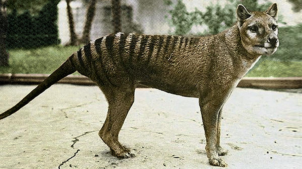 Thylacine extinct